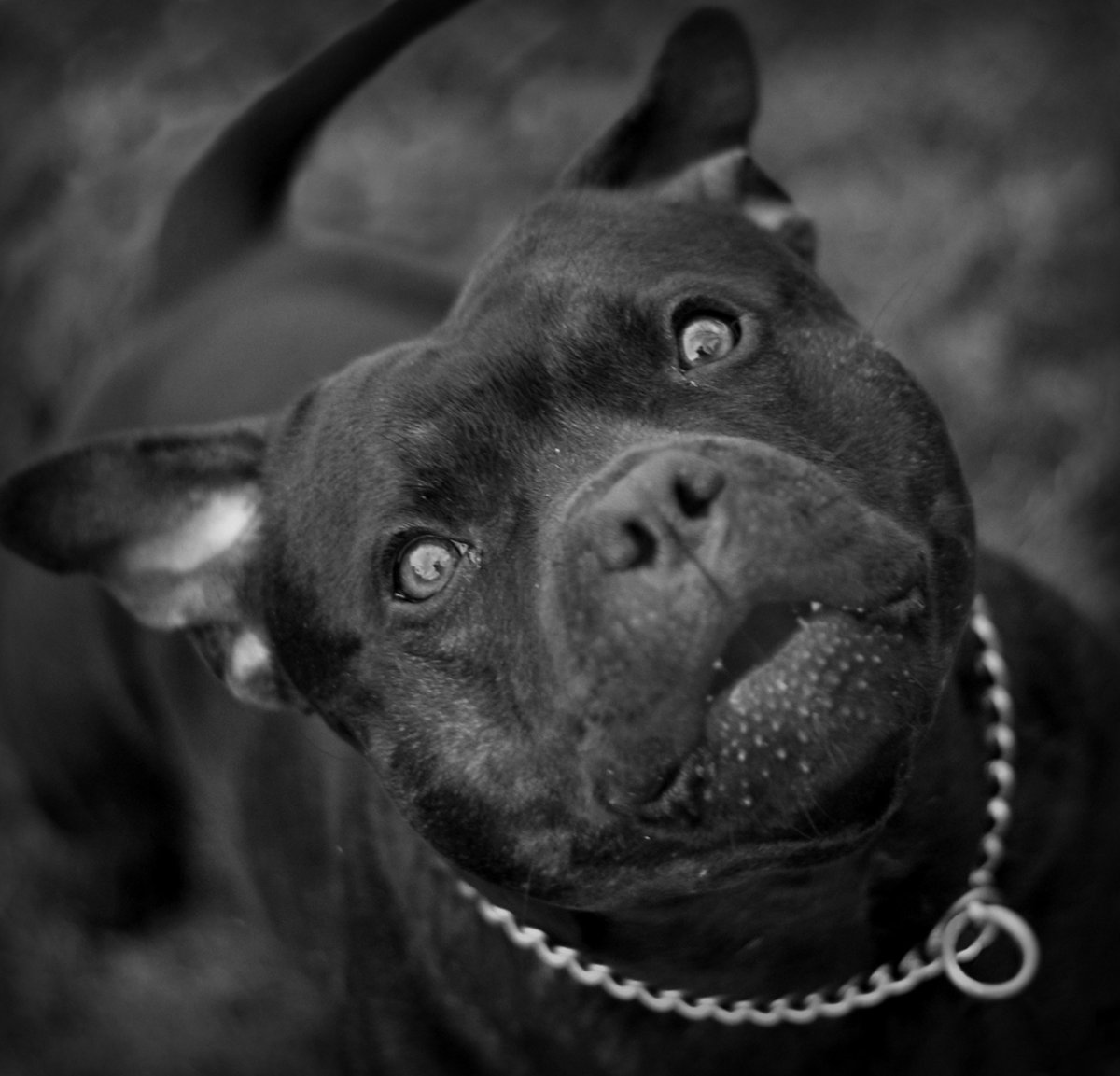 Сухой питбуль