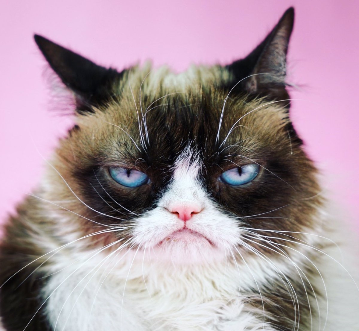 Грампи Кэт мемы