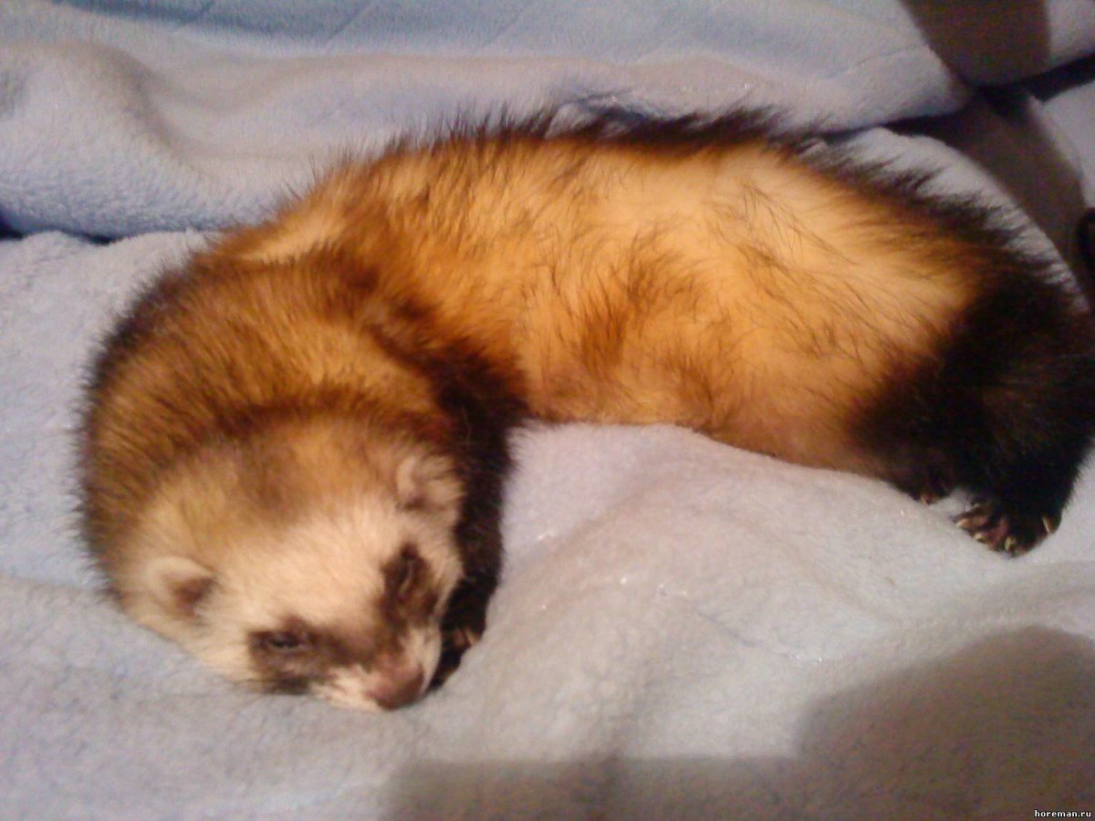 Хорек фретка корица