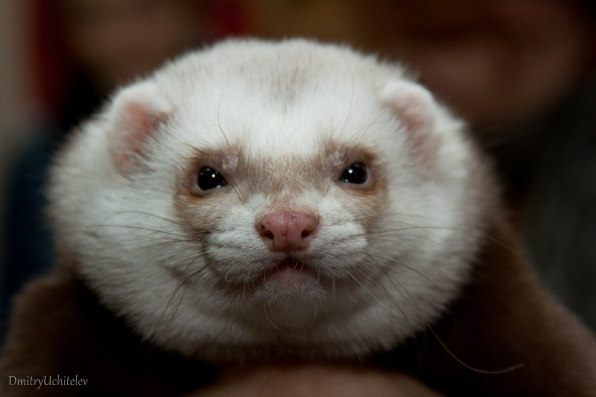 Декоративный хорек