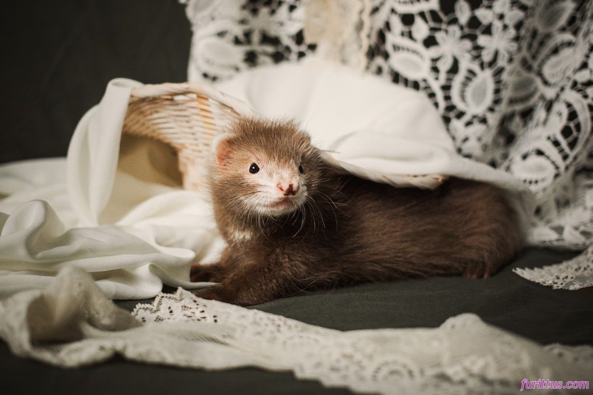 Баджер окрас хорька