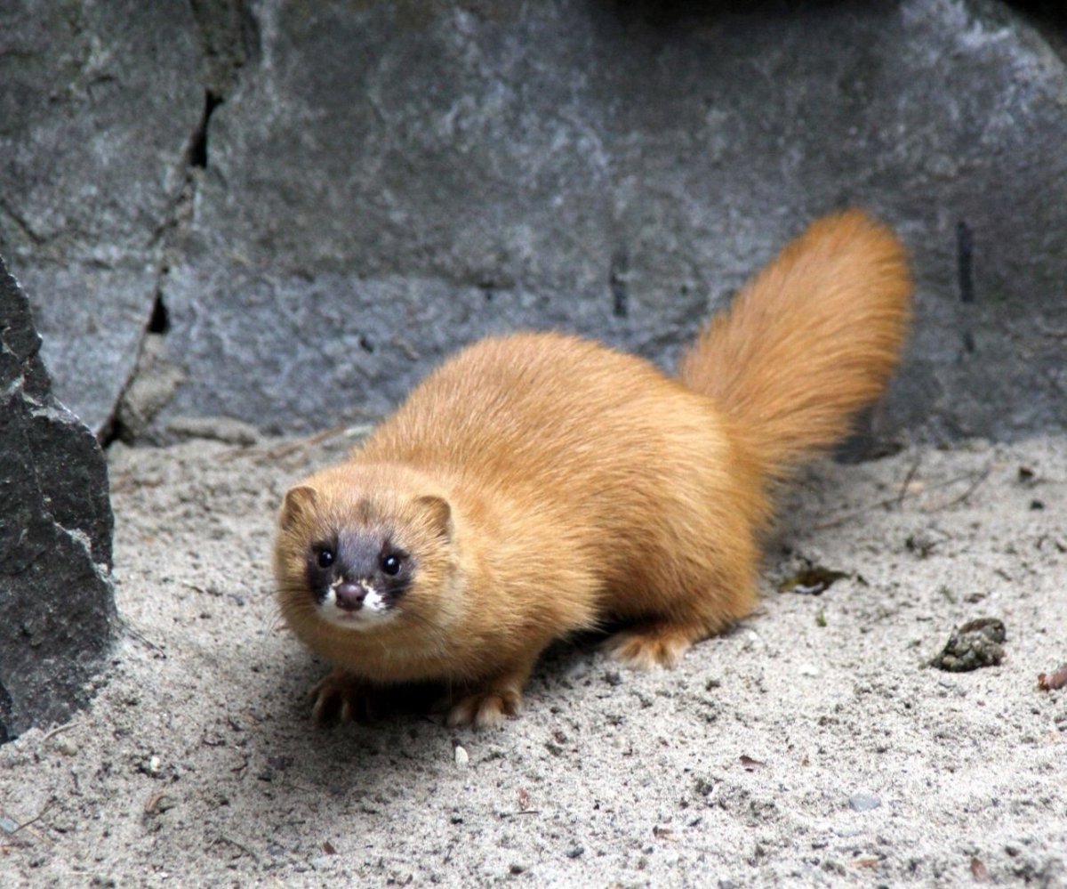 Сибирский колонок Mustela sibirica