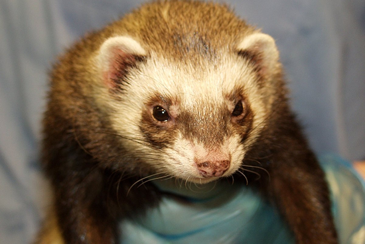 Танцующий хорек