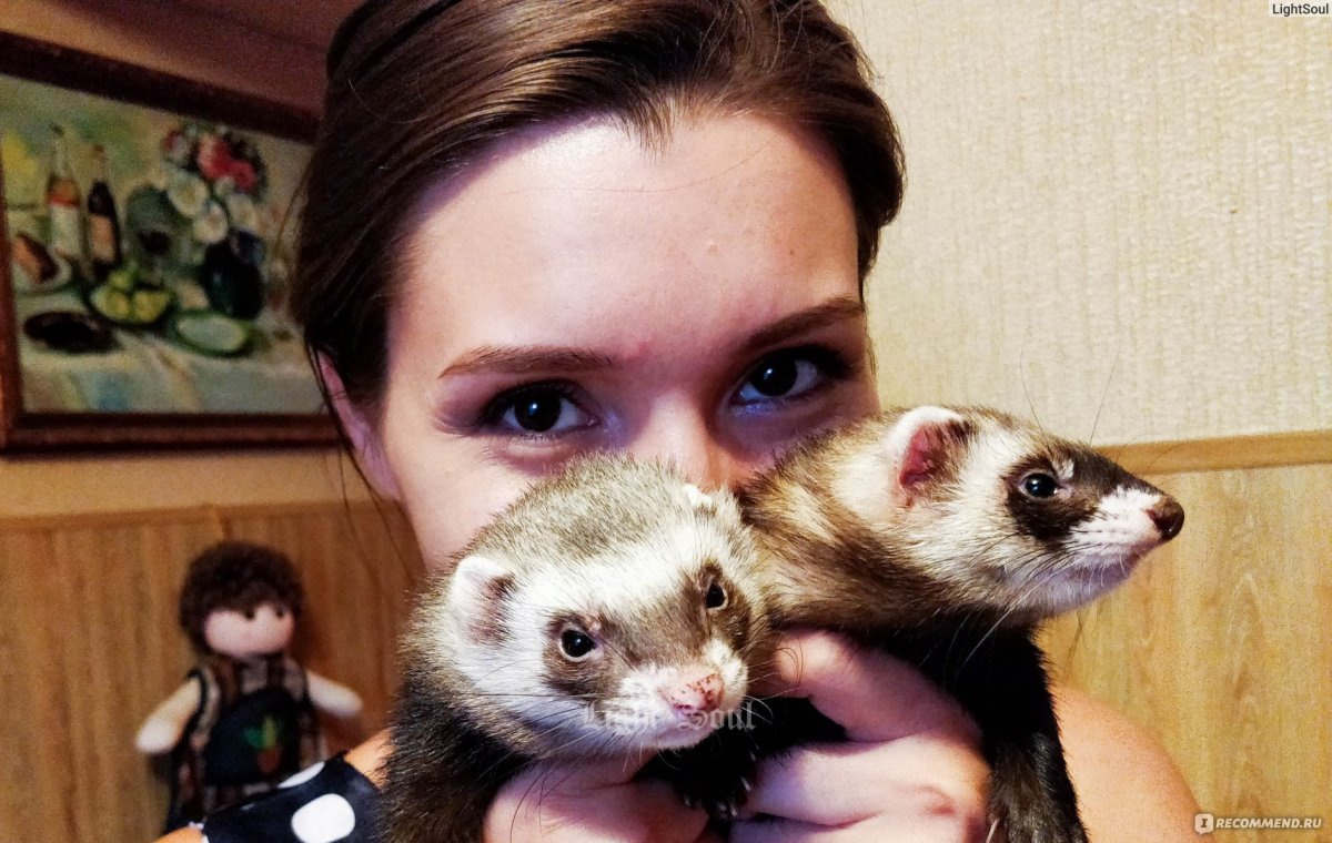 Забавные животные спят