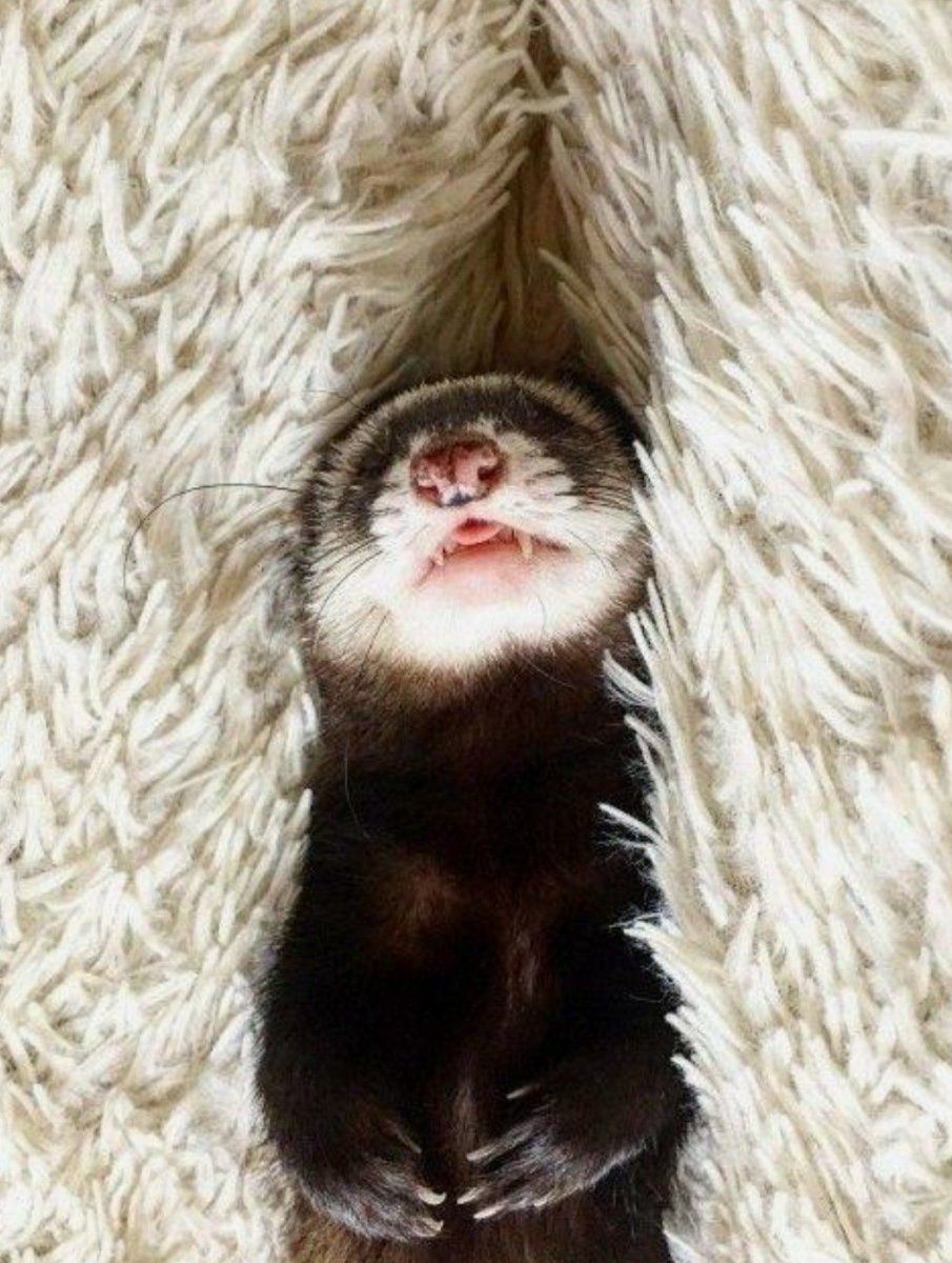 Золотистая фретка