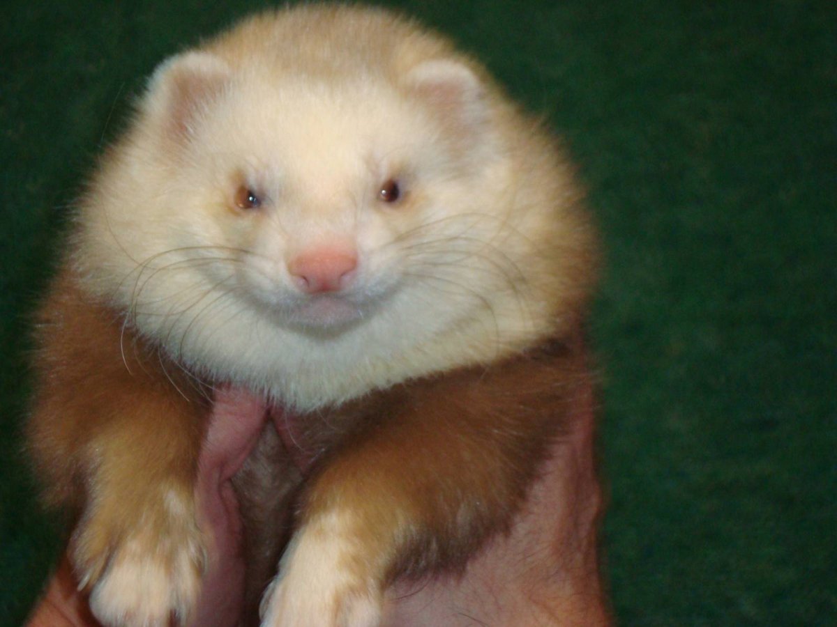 Куница ласка горностай