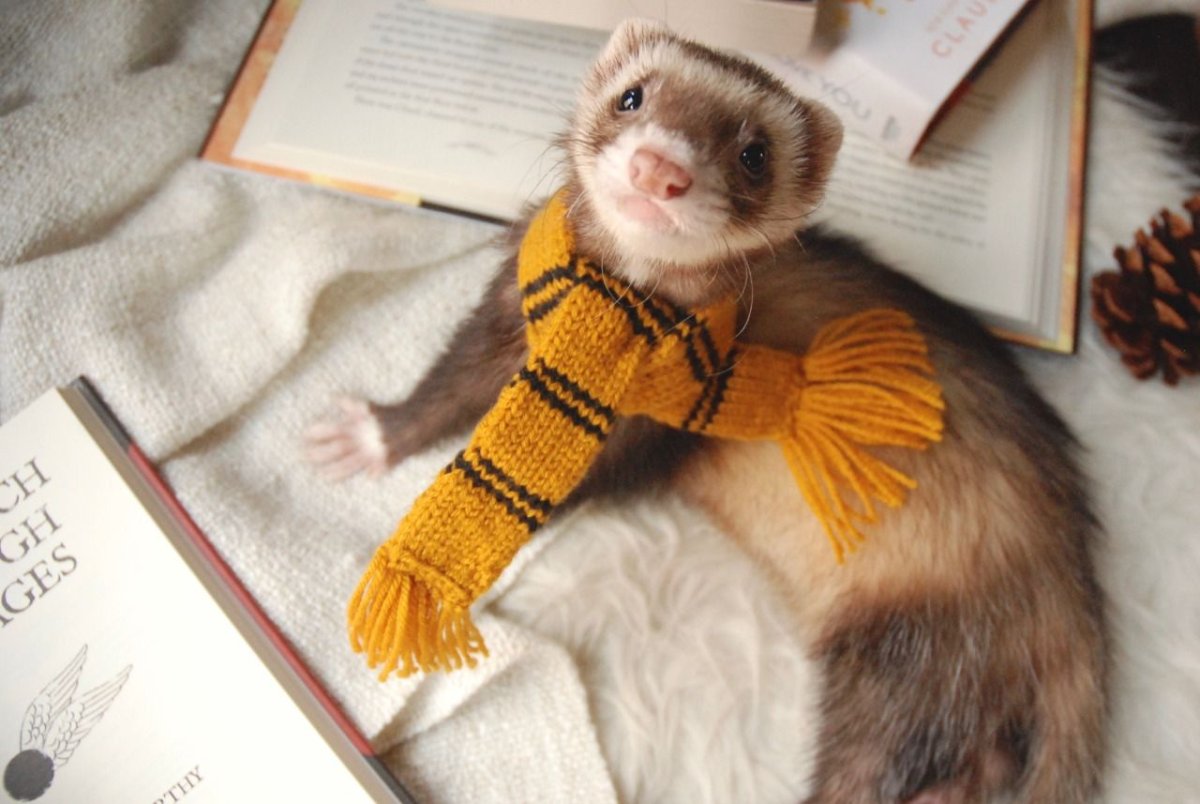 Горностай норка