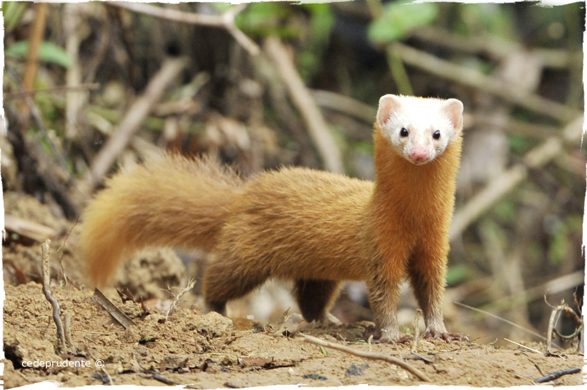 Хорёк домашний