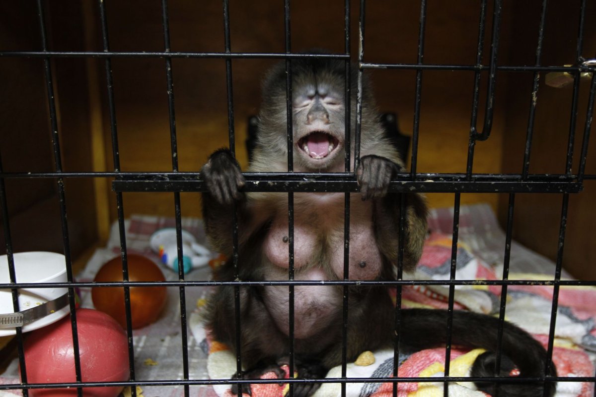 Обезьяна в клетке
