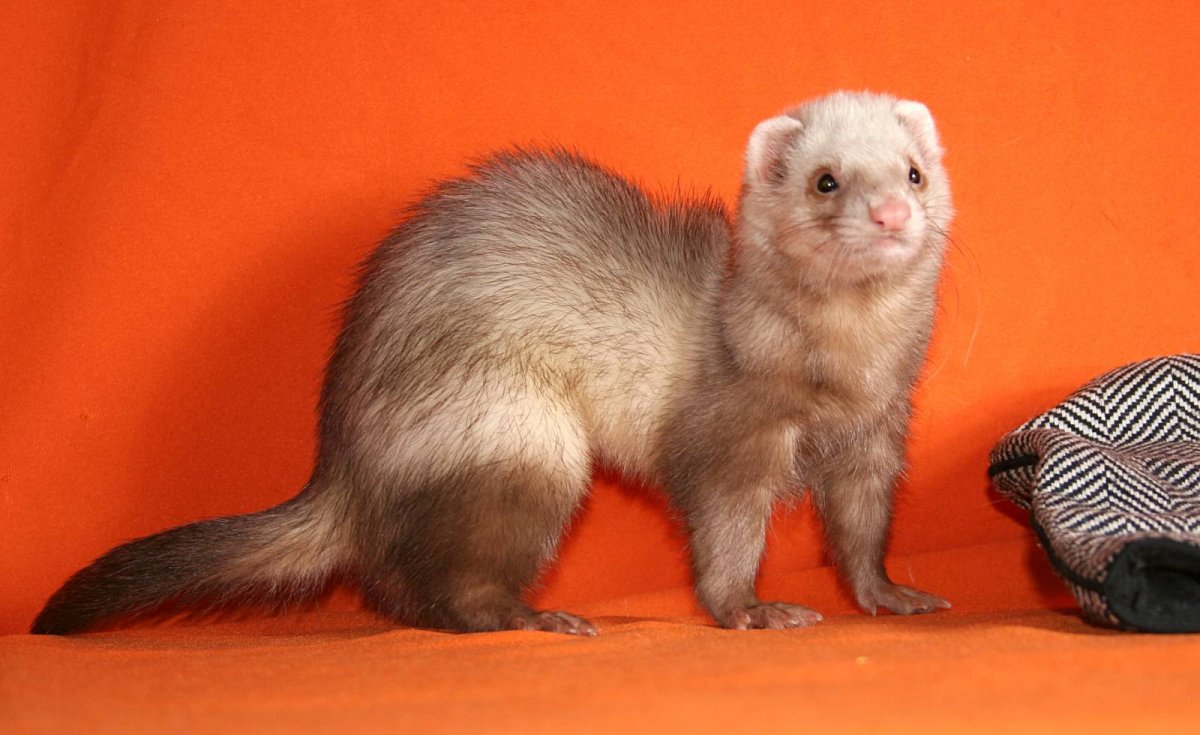 Хорек с пушистым хвостом