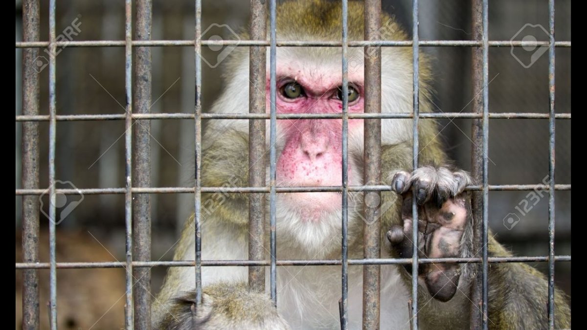 Обезьяна за решеткой