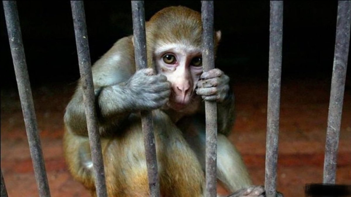 Бешеная обезьяна в клетке