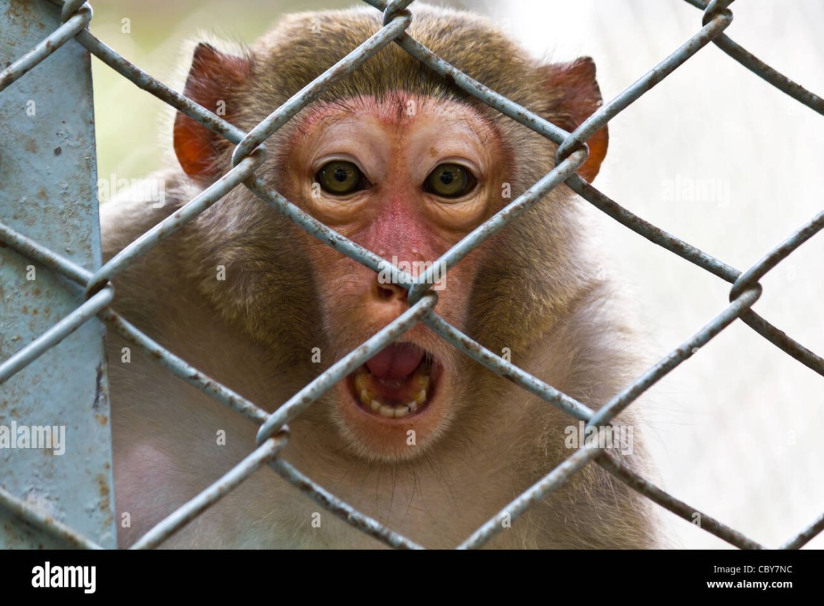 Обезьяна дразнится