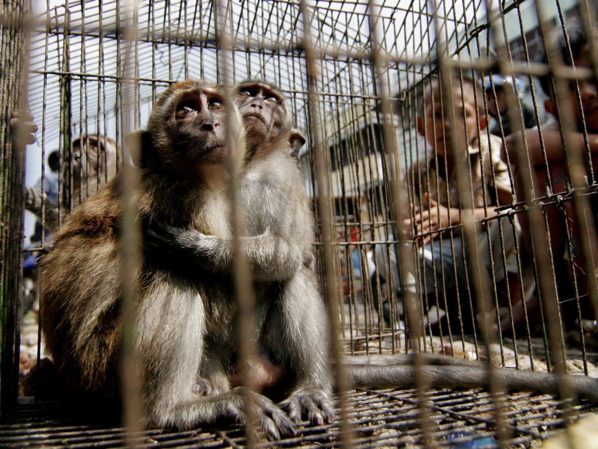 Обезьяна в клетке с бананами