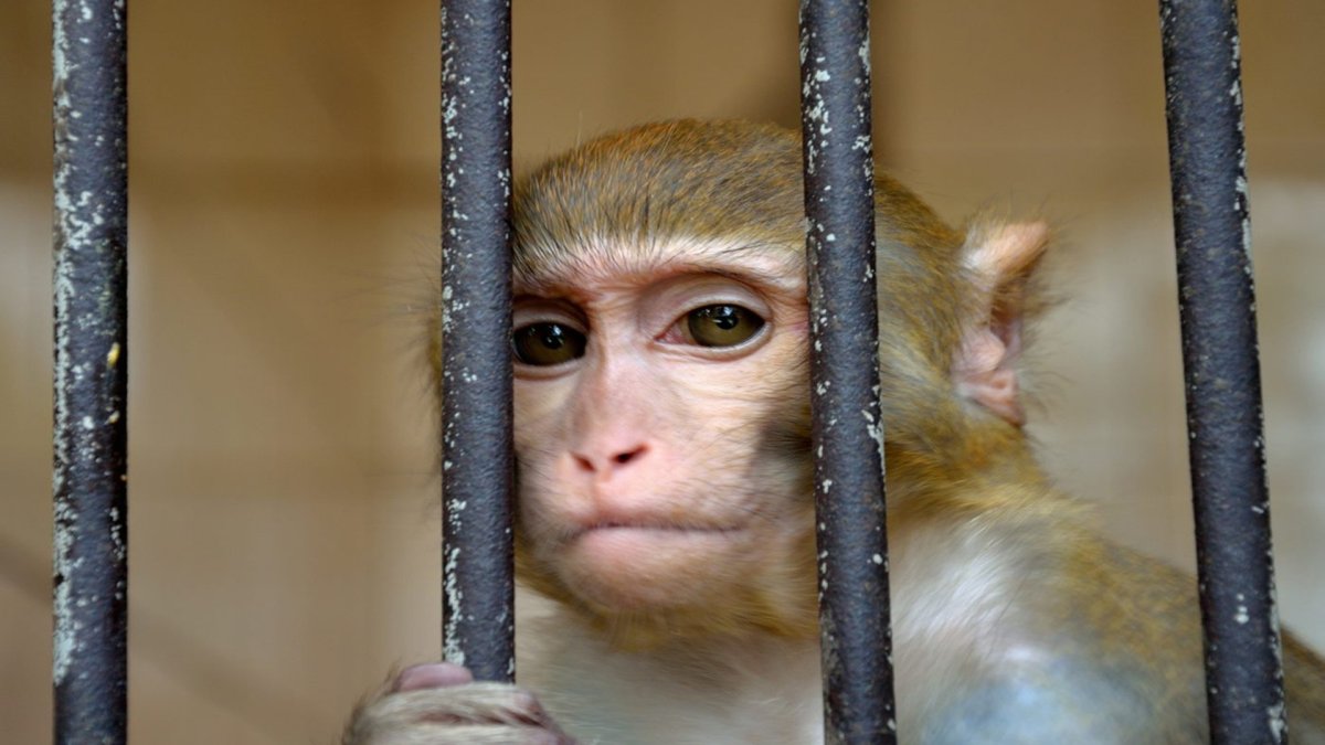 Ограждение в зоопарке