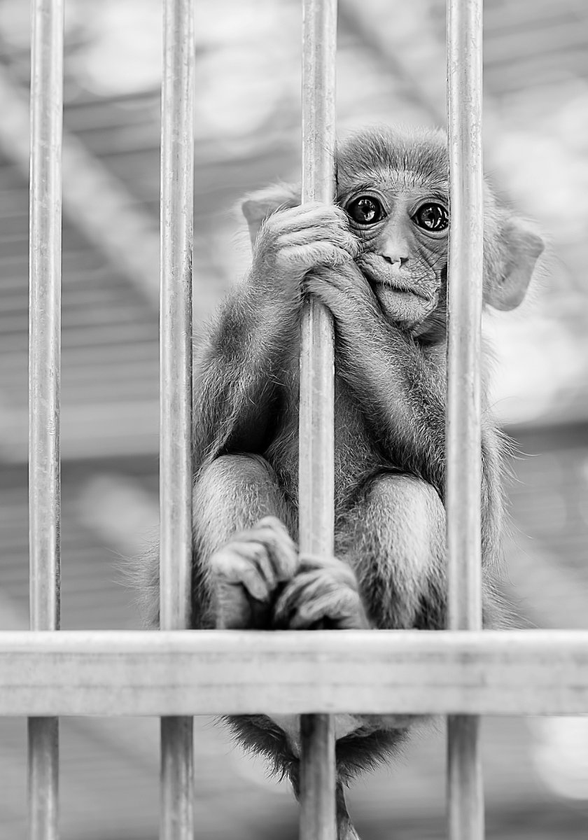 Обезьянья клетка