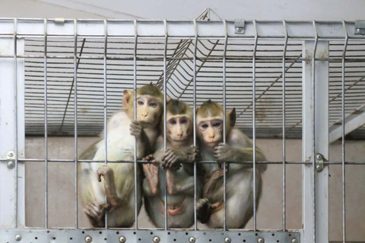 Обезьянья клетка