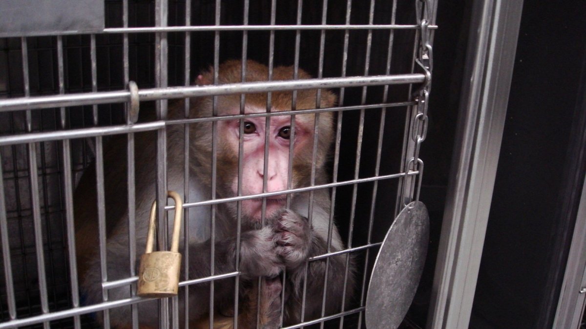 Мартышка в клетке рисунок