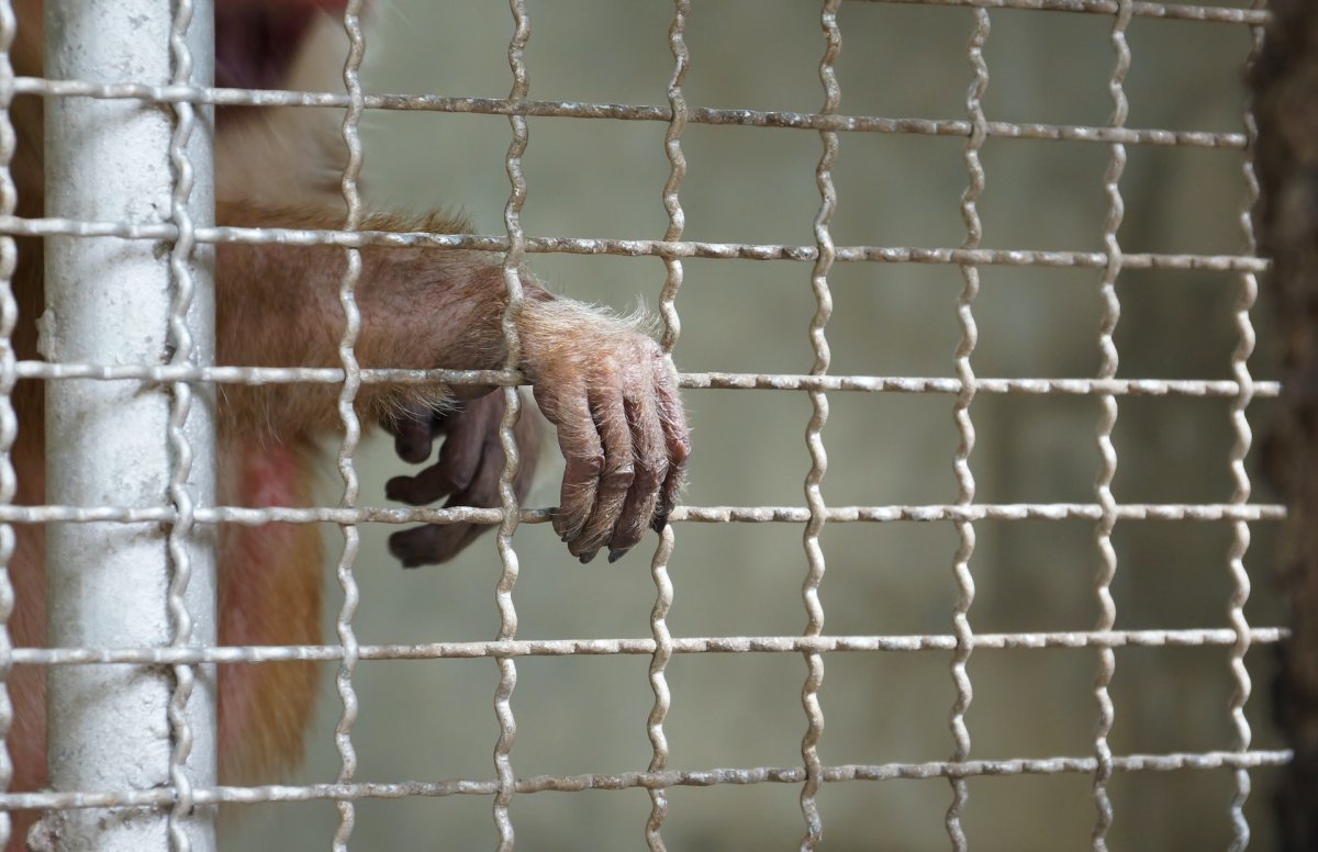 Обезьяна в клетке