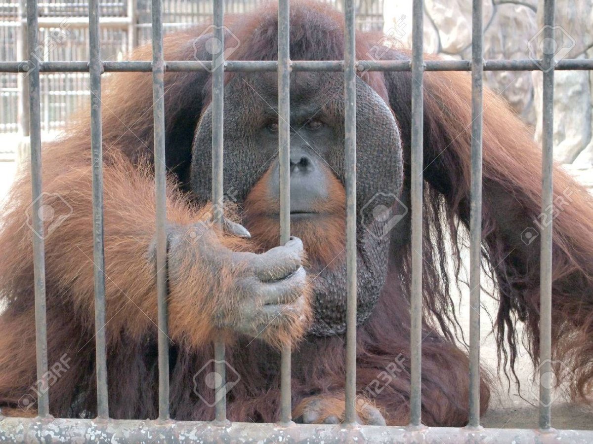 Клетка с дикими обезьянами