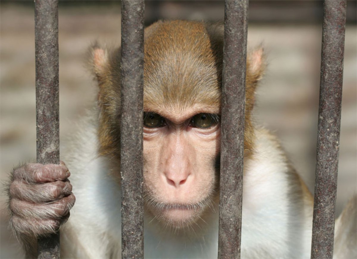 Связанные обезьяны в Индии