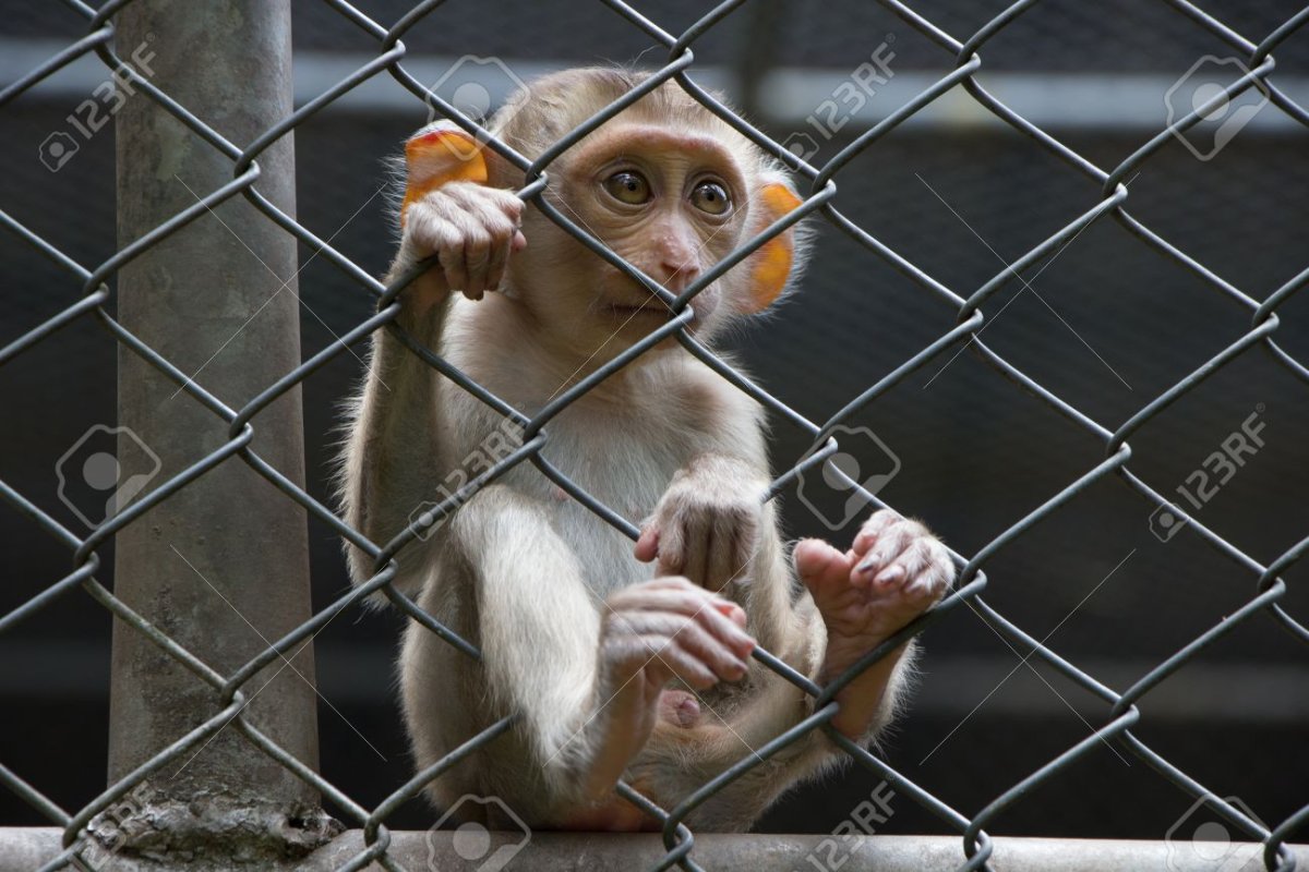 Орангутан Ленинградский зоопарк