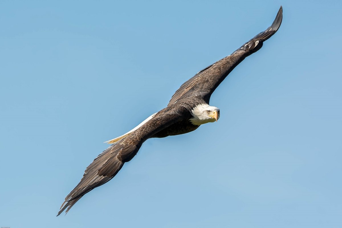 Беркут и Орлан белохвост