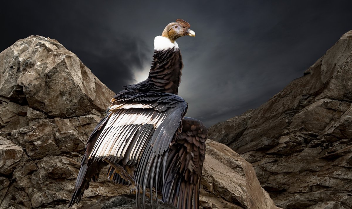 Беркут сидит