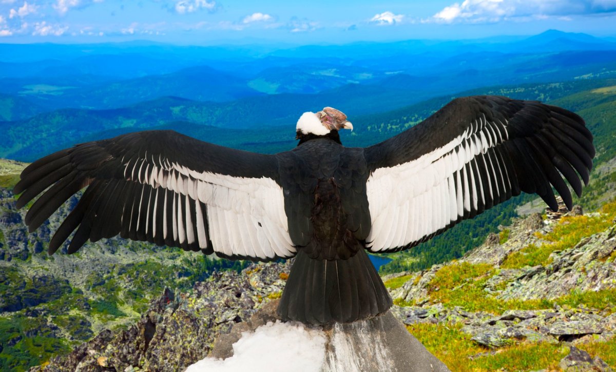 Птица Андский Кондор