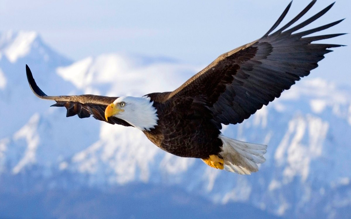 Орёл-ягнятник Бородач