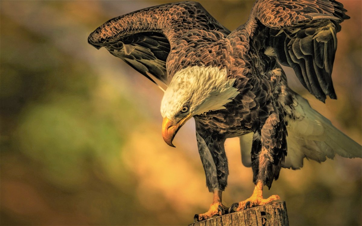 Мохноногий Сыч Брянский лес