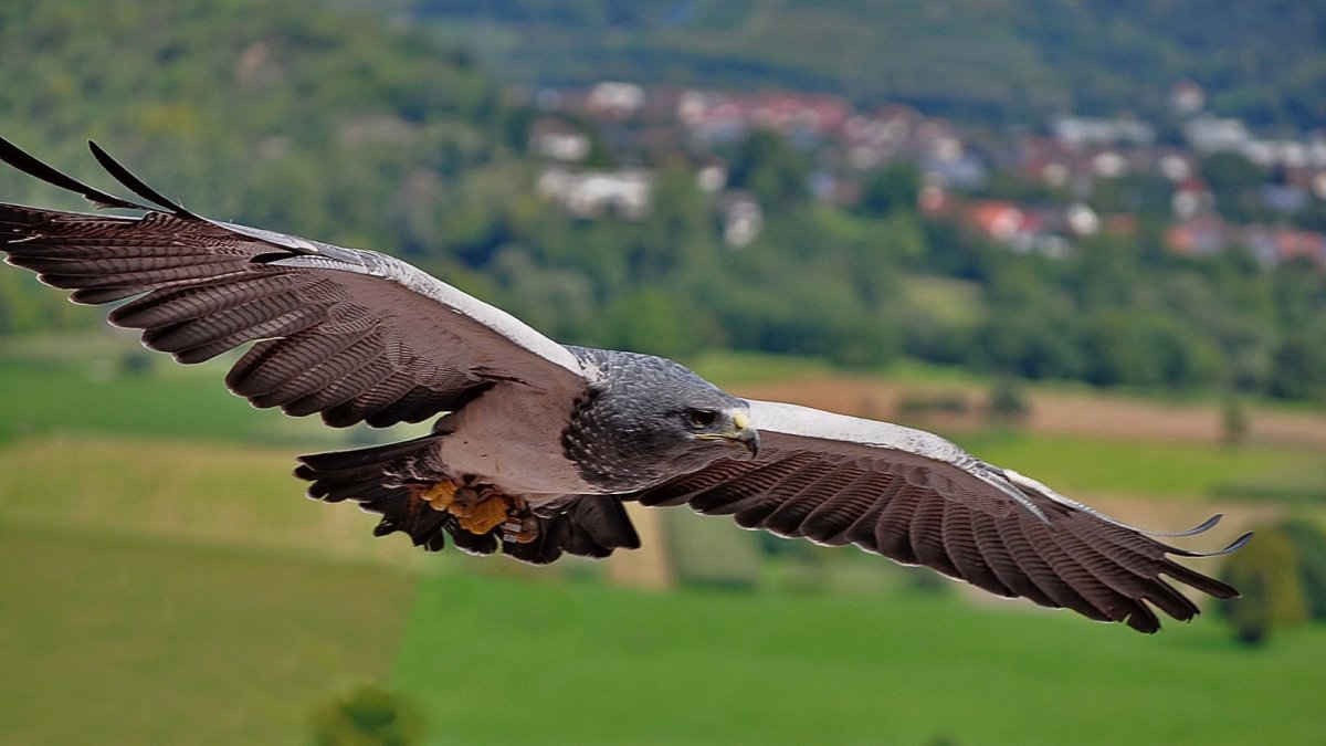 Андский Кондор размах крыльев