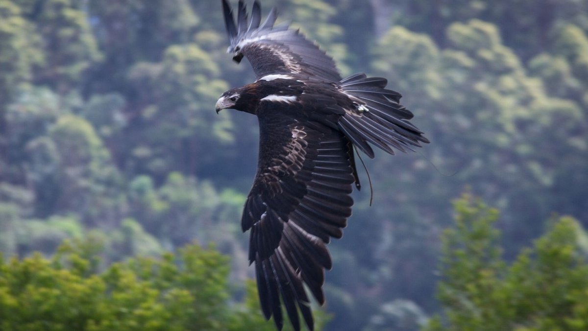 Орел падальщик