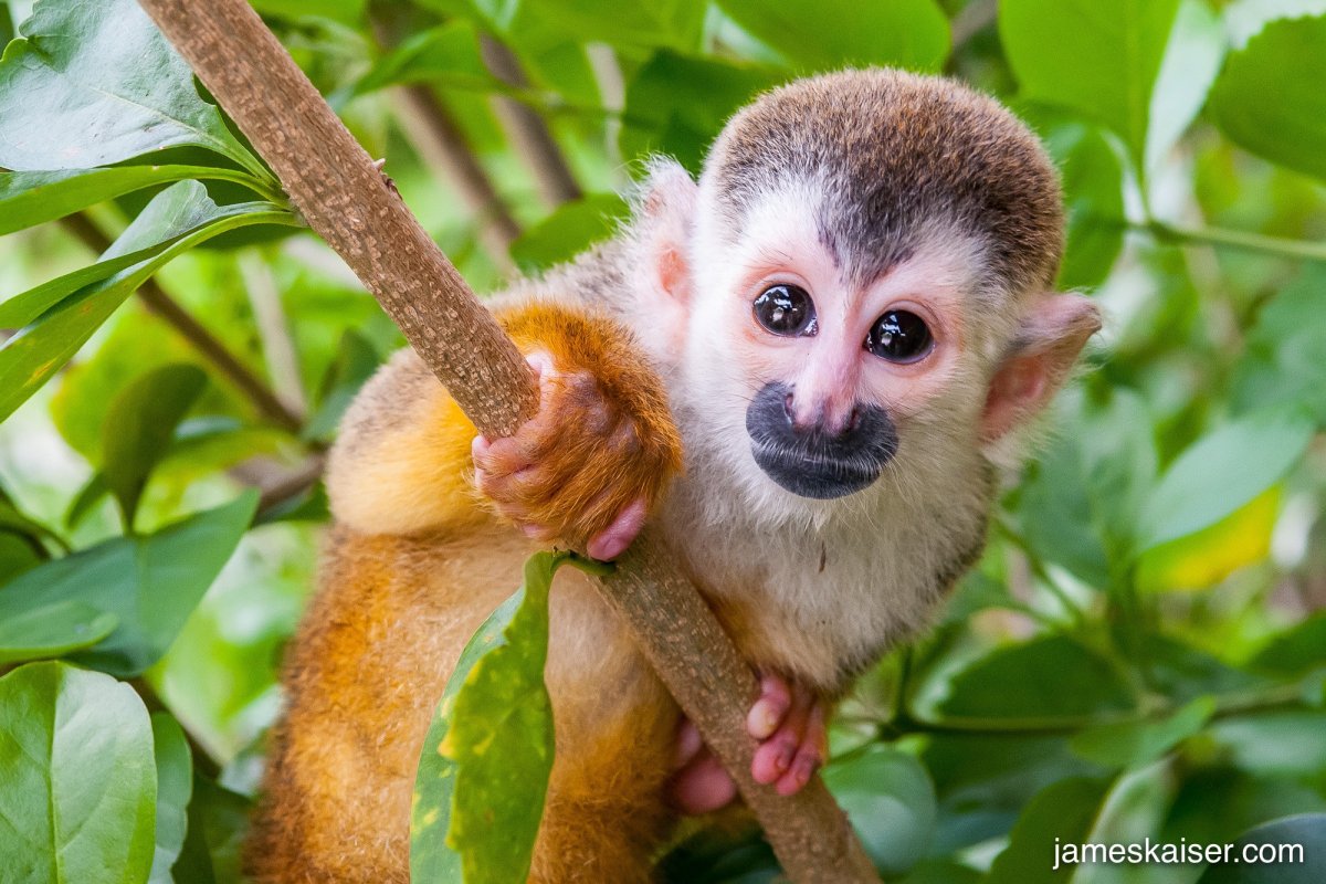 Маленькая зеленая обезьянка