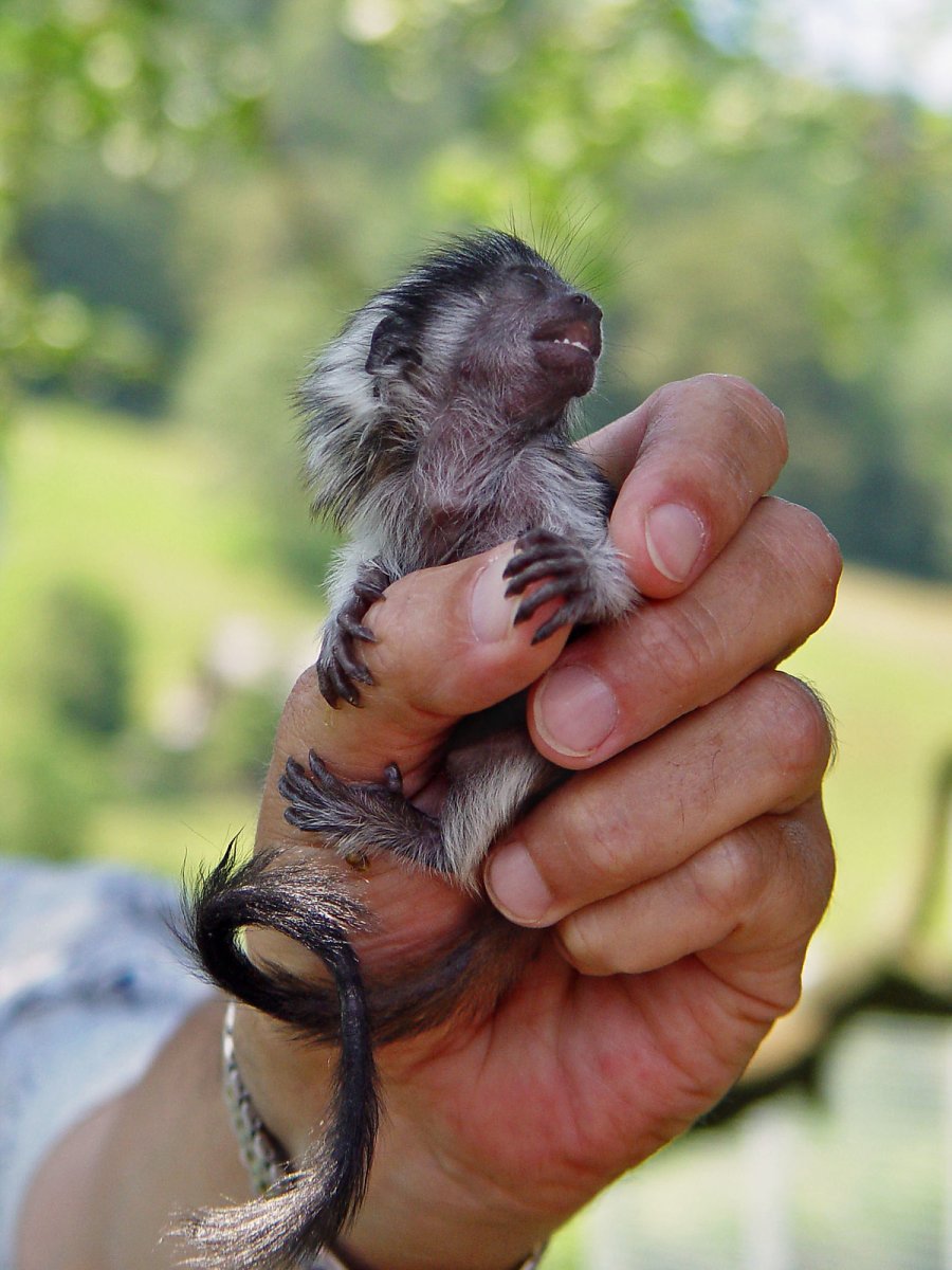 Baby Pygmy Marmoset
