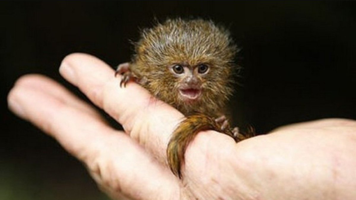 Самая маленькая обезьяна в мире мармозетка