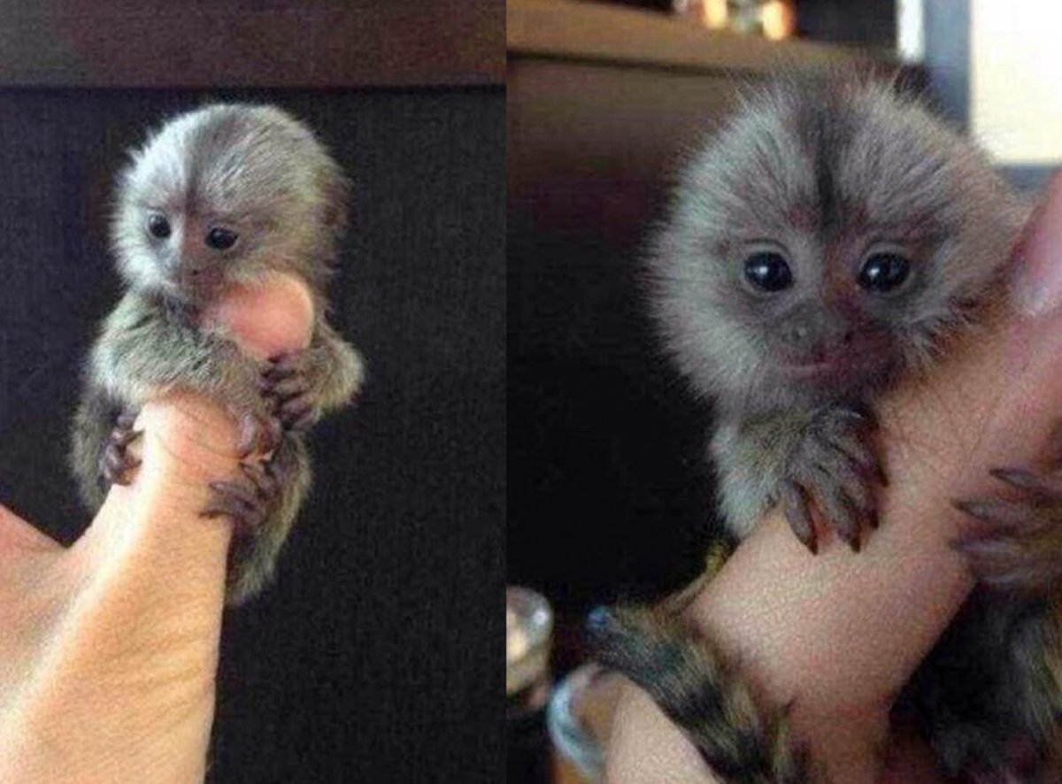 Ручная обезьянка игрунка