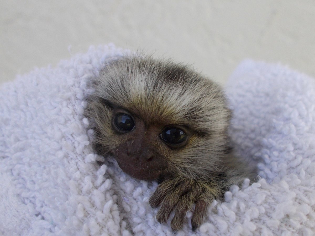 Мармозетка игрунка