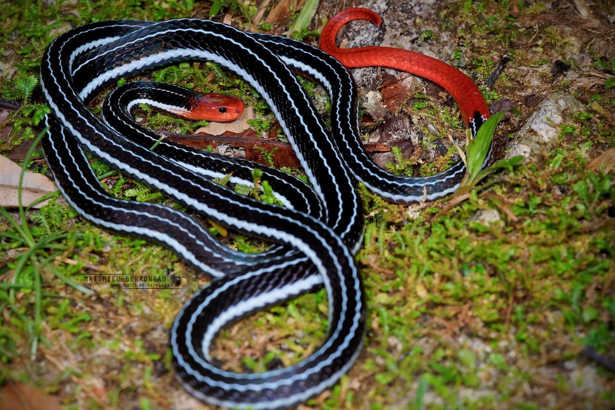 Синий коралловый Аспид