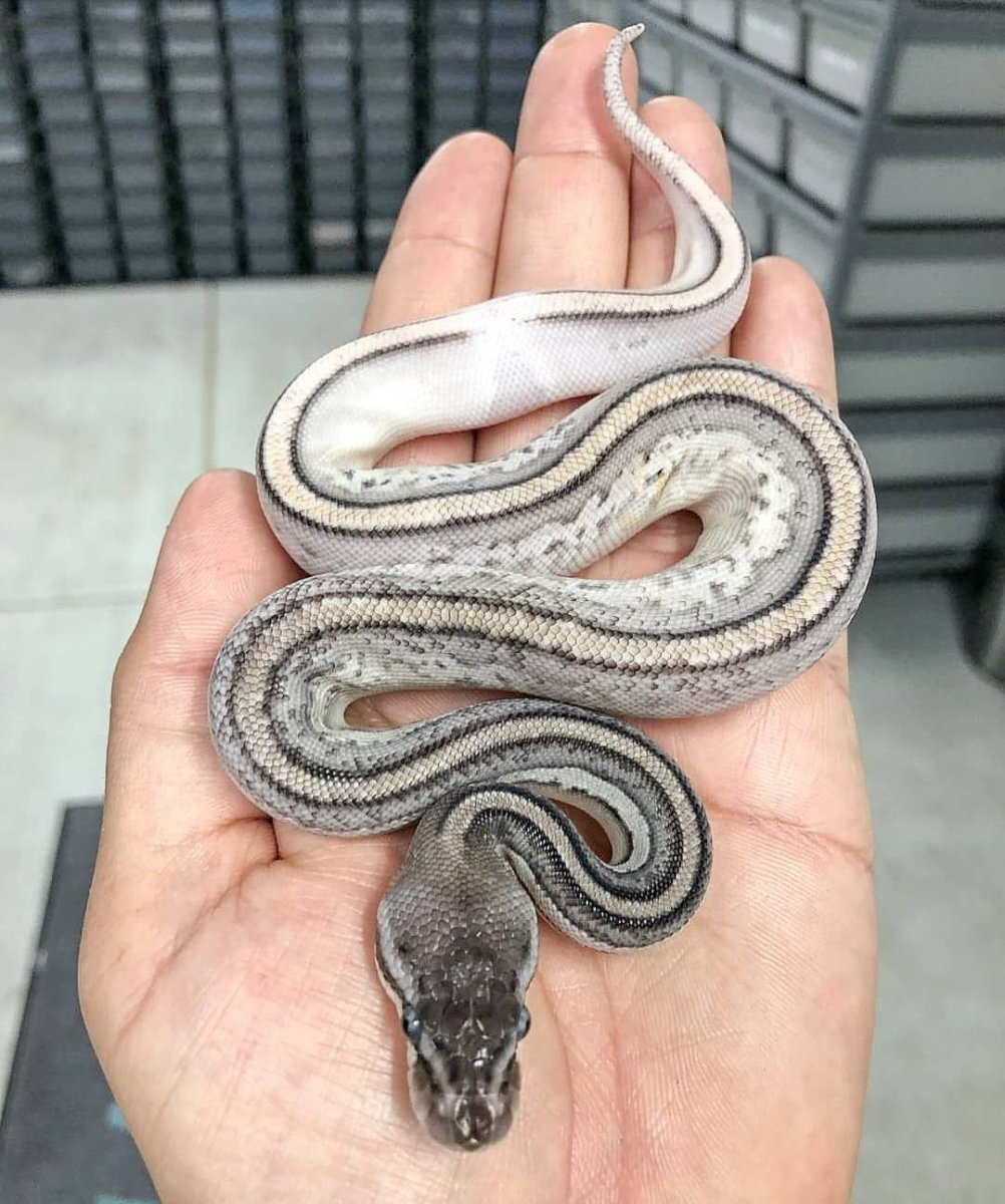 Грабовые змеи Детеныши