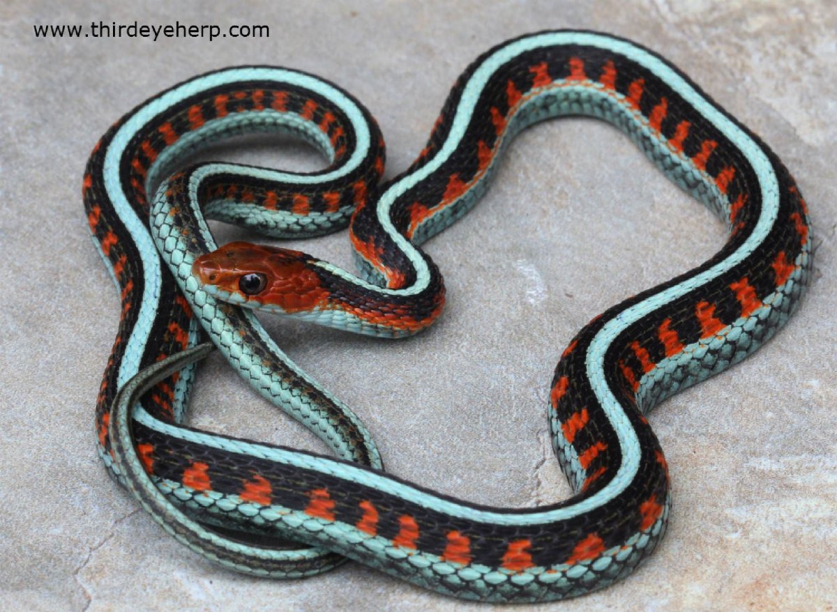 California Red Sided Garter Snake