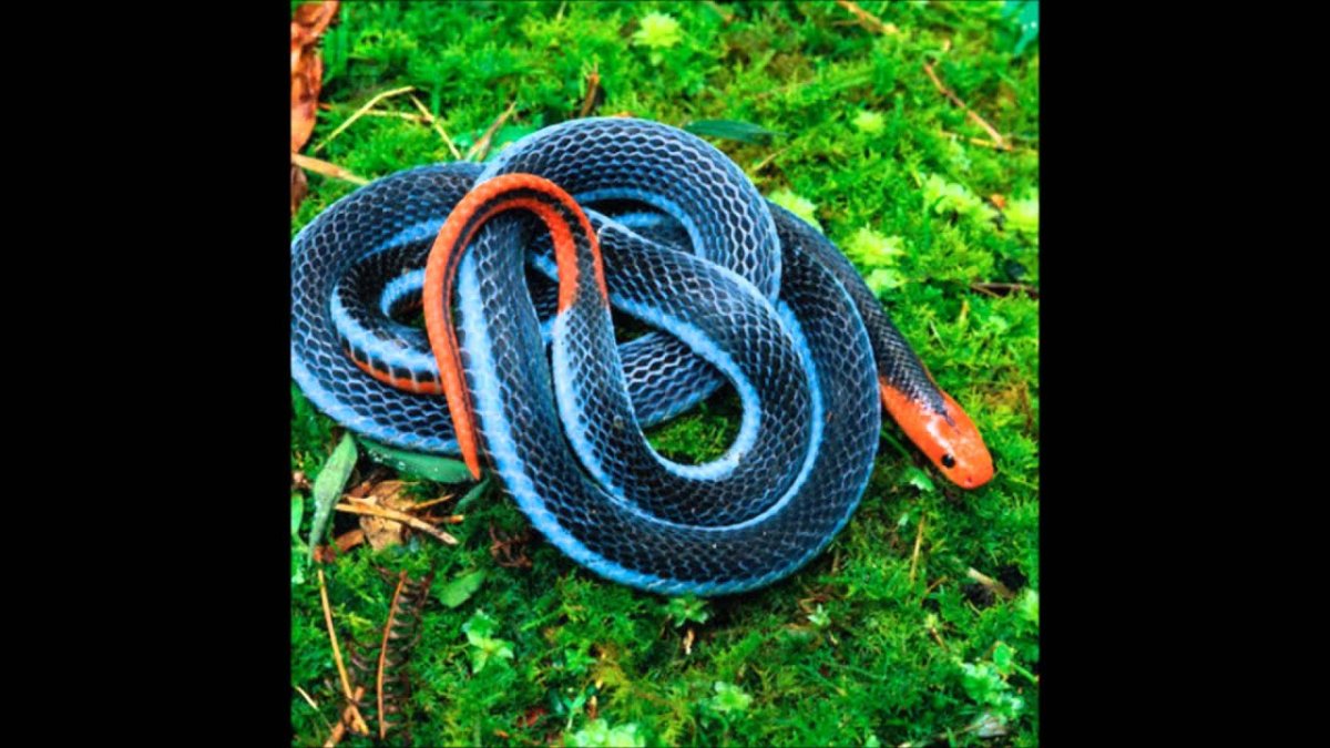 Малайский синий Крайт