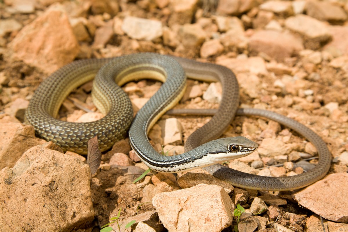 Гамадриад Кобра