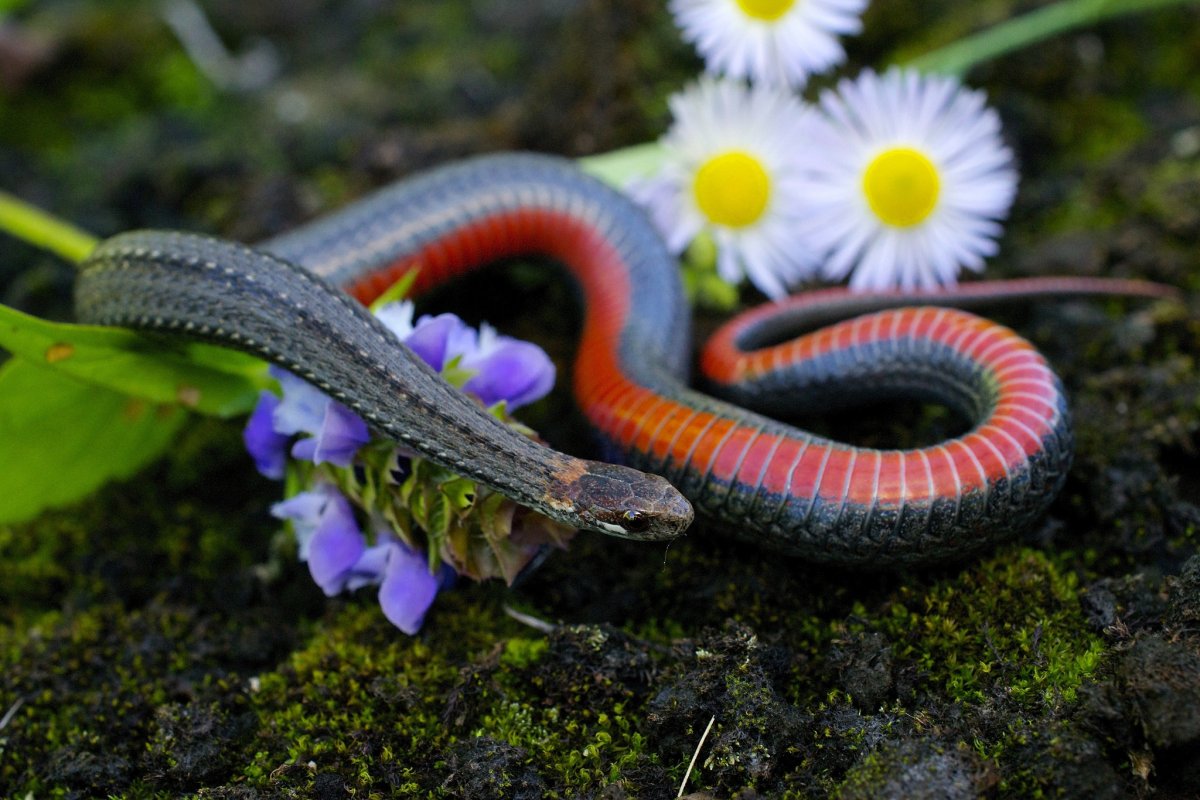 Арлекиновый коралловый Аспид