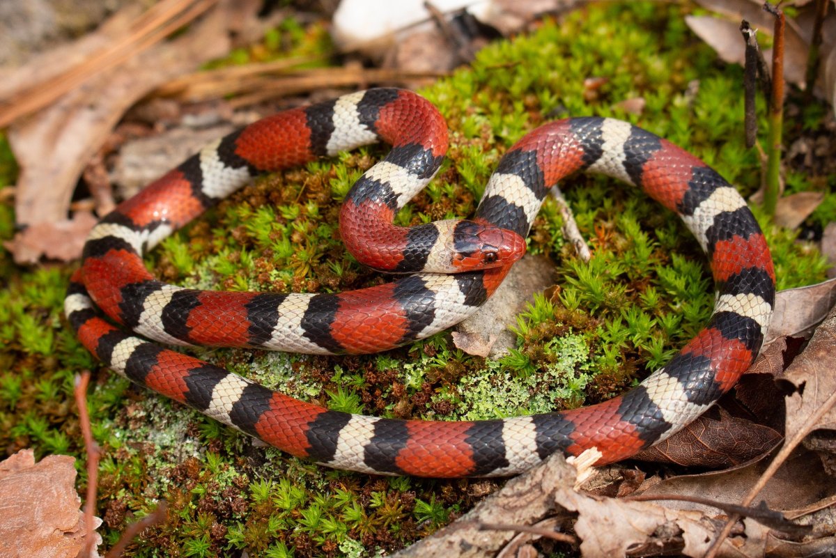 Королевская змея (Lampropeltis)