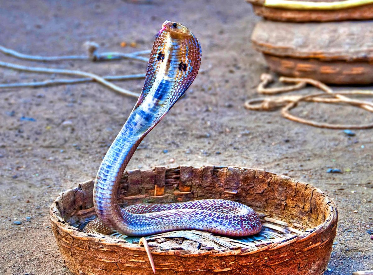 Змея краснобрюхий полоз