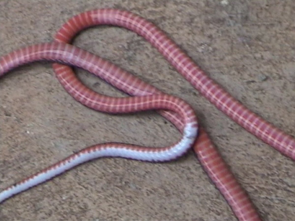 Змея ползет