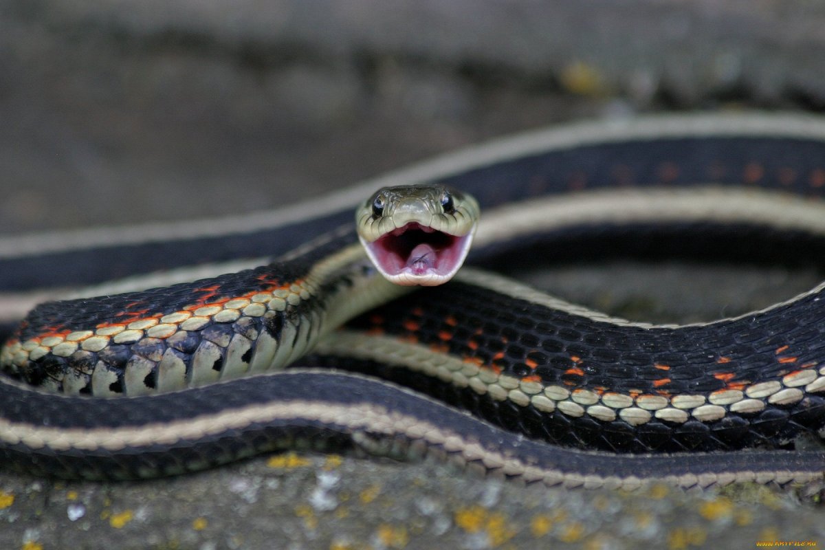 Двухполосая желёзистая змея