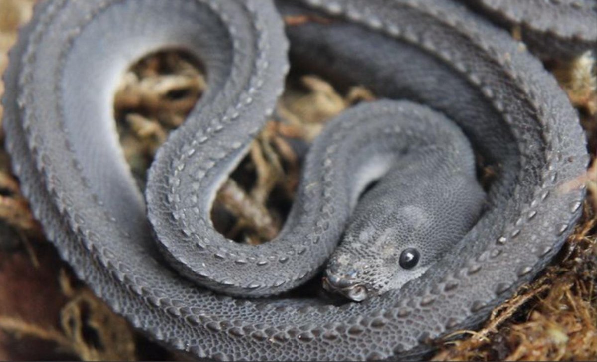 Аризонский Аспид двухголовый