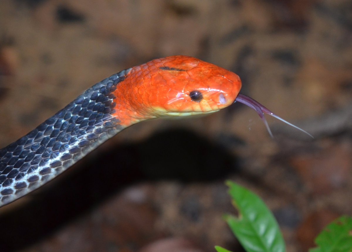 Красноголовый Крайт змея